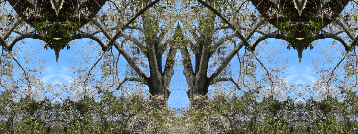 The North of East reflected woodland path opening into the Near Gate
