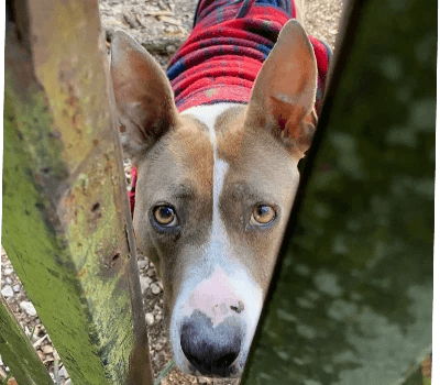 Lilah in a red sweater peeking between weathered green railings