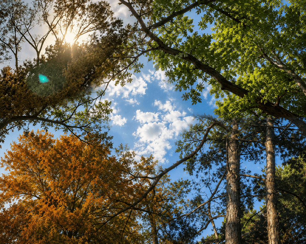Upward view through sunlit trees into a blue sky