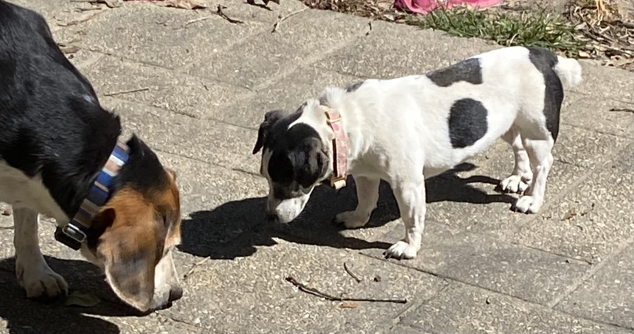 Anastasia, the small black-and-white dog, greeting another family dog outdoors