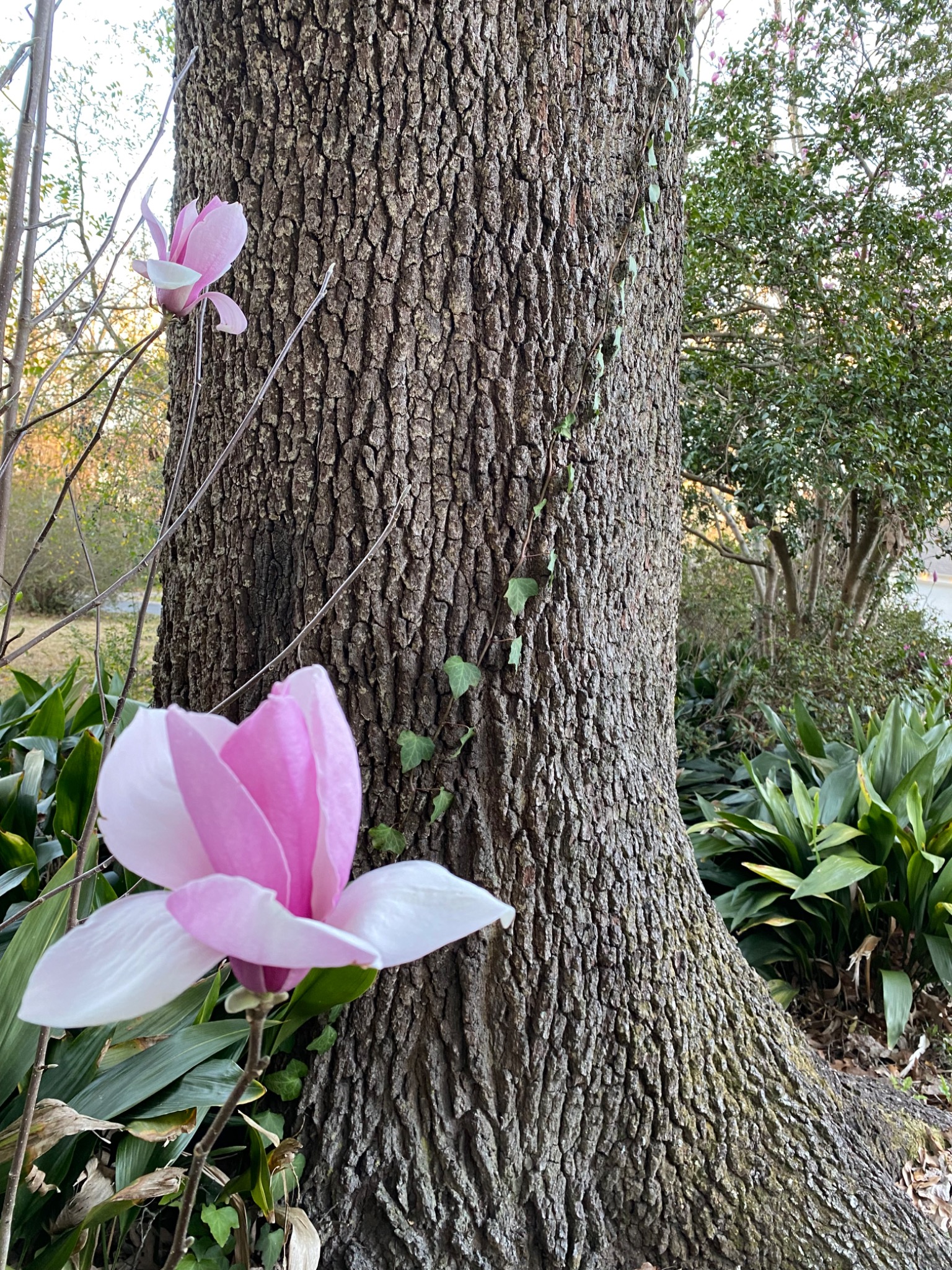 A pink magnolia bloom beside the trunk of a tree