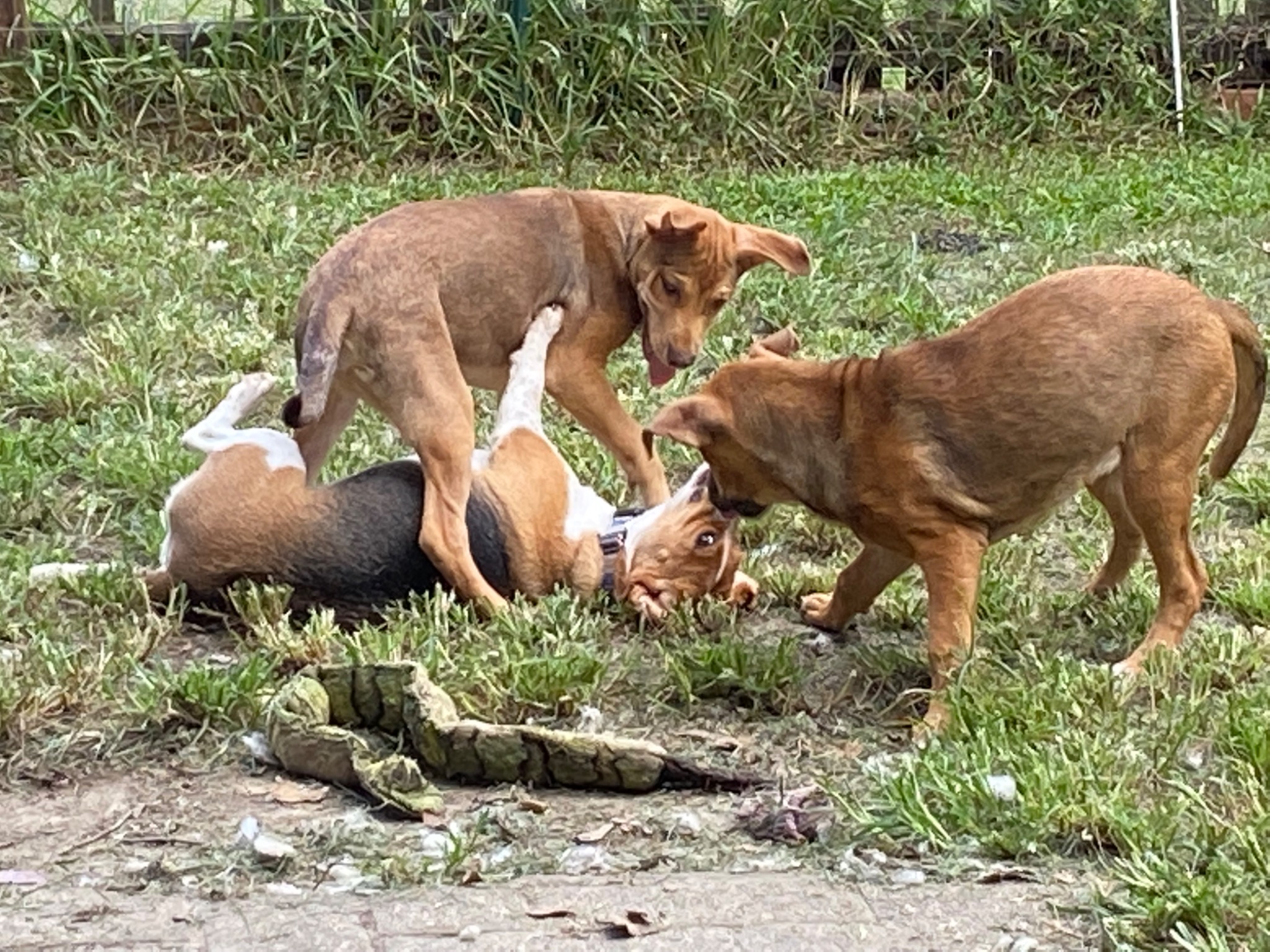Sassy with the two tan orphaned littermates outdoors
